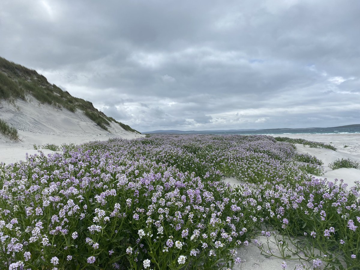 lolly9974's tweet photo. Nothing better than the never ending beaches in North Uist and the beautiful smell of sea rocket https://t.co/UzFhs3kJyV