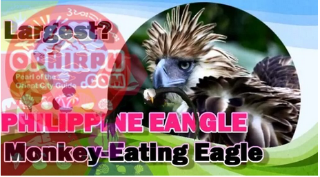 Monkey-eating eagle or great Philippine eagle - OPHIRPH.COM ophirph.com/about-us/cultu… #ophirph