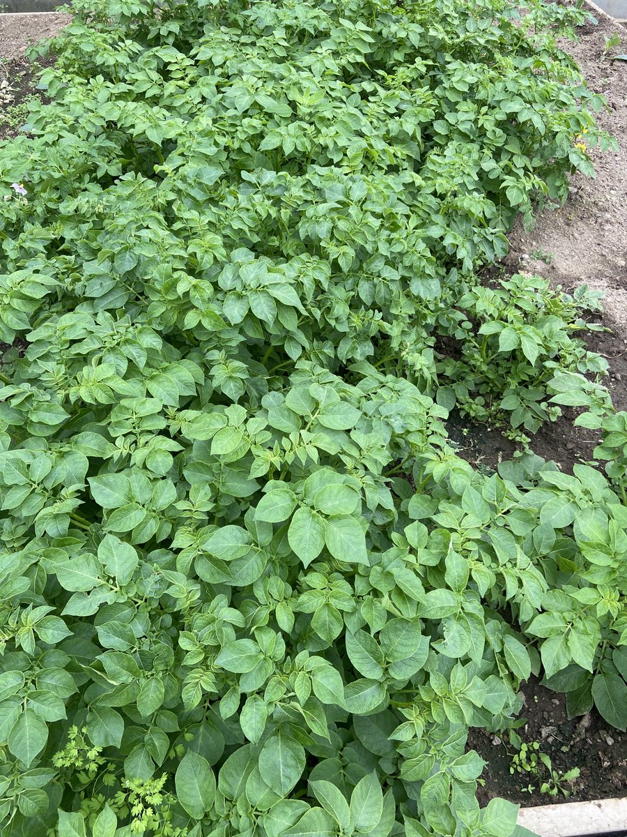jtattshotmailc1's tweet photo. Just throwing out an idea , any restaurant/coffee shop interested in doing something together, I can invest and grow a lot of produce on the farm, sounds like a good idea to combat rising prices ⁦@LucindasIreland⁩ ⁦@mcdigby⁩ ⁦@katymcguinness⁩ ⁦⁦ https://t.co/05xO9TK9Av