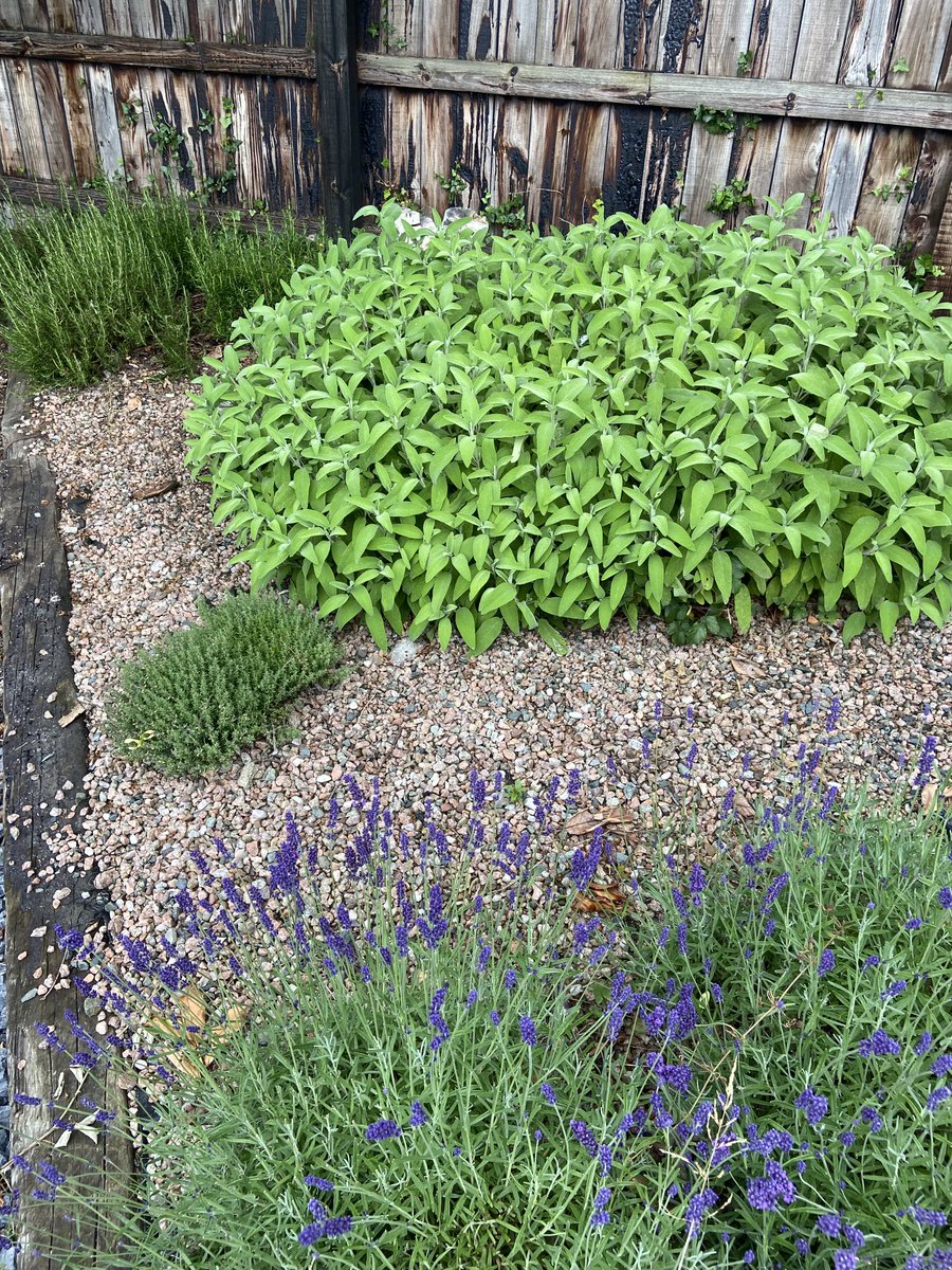 jtattshotmailc1's tweet photo. Just throwing out an idea , any restaurant/coffee shop interested in doing something together, I can invest and grow a lot of produce on the farm, sounds like a good idea to combat rising prices ⁦@LucindasIreland⁩ ⁦@mcdigby⁩ ⁦@katymcguinness⁩ ⁦⁦ https://t.co/05xO9TK9Av