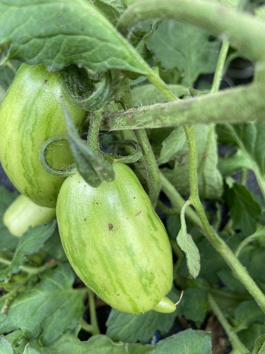 jtattshotmailc1's tweet photo. Just throwing out an idea , any restaurant/coffee shop interested in doing something together, I can invest and grow a lot of produce on the farm, sounds like a good idea to combat rising prices ⁦@LucindasIreland⁩ ⁦@mcdigby⁩ ⁦@katymcguinness⁩ ⁦⁦ https://t.co/05xO9TK9Av