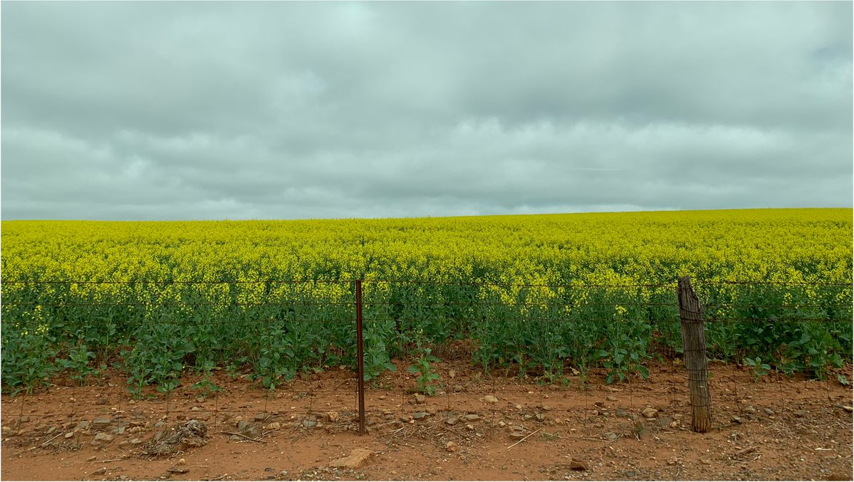 IDigSoil's tweet photo. We're hiring! Postdoc: soil/molecular ecology. New project using large #soil DNA archive &amp; pot/field experiments to discover how soil #microbiome has changed with farming practices over past 20 yrs. Pls. RT.
https://t.co/gsNPAR46Rf
@Rhi_Schilling @dnatimelord @StuRoy1 @UofA_SET https://t.co/Mp4HSuCexv