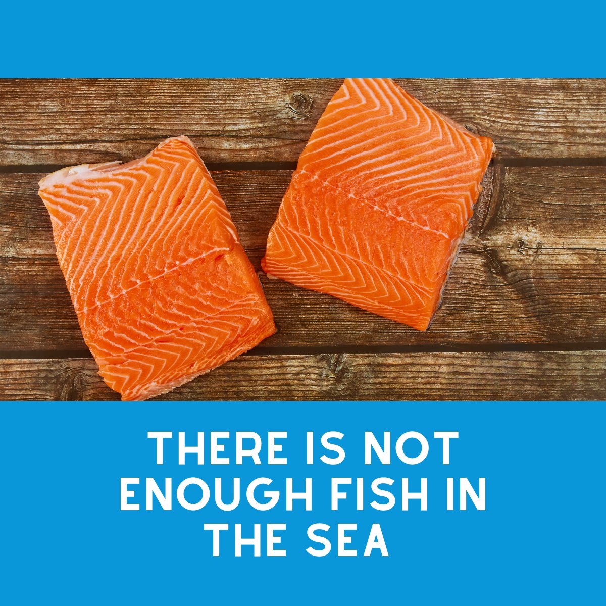 xbilitymm's tweet photo. We are running out of fish in the sea.

#sdg #xbility #sdg14 #protectthesea #nomorefish #plantbased #plantish #vegan
@WorldOceansDay @SustainableDish @redmayne_robert @PlantishHQ @Adrianiscool8 https://t.co/9rJYIZc32B