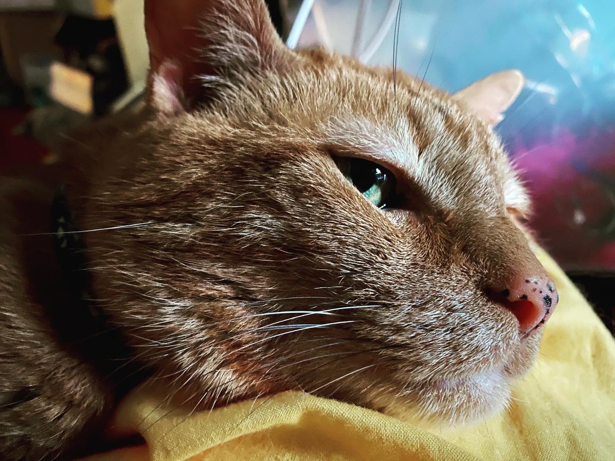 tazminta's tweet photo. The boys &amp; I have an understanding that on days traditionally decked out in fireworks, mama stays home to help reassure them that the world isn’t ending. We’ve become big fans of these tranquil little holidays full of naps &amp; white noise.

#minguskitty #arthurcat #cats #cat #kitty https://t.co/ZTHnsIHoMX
