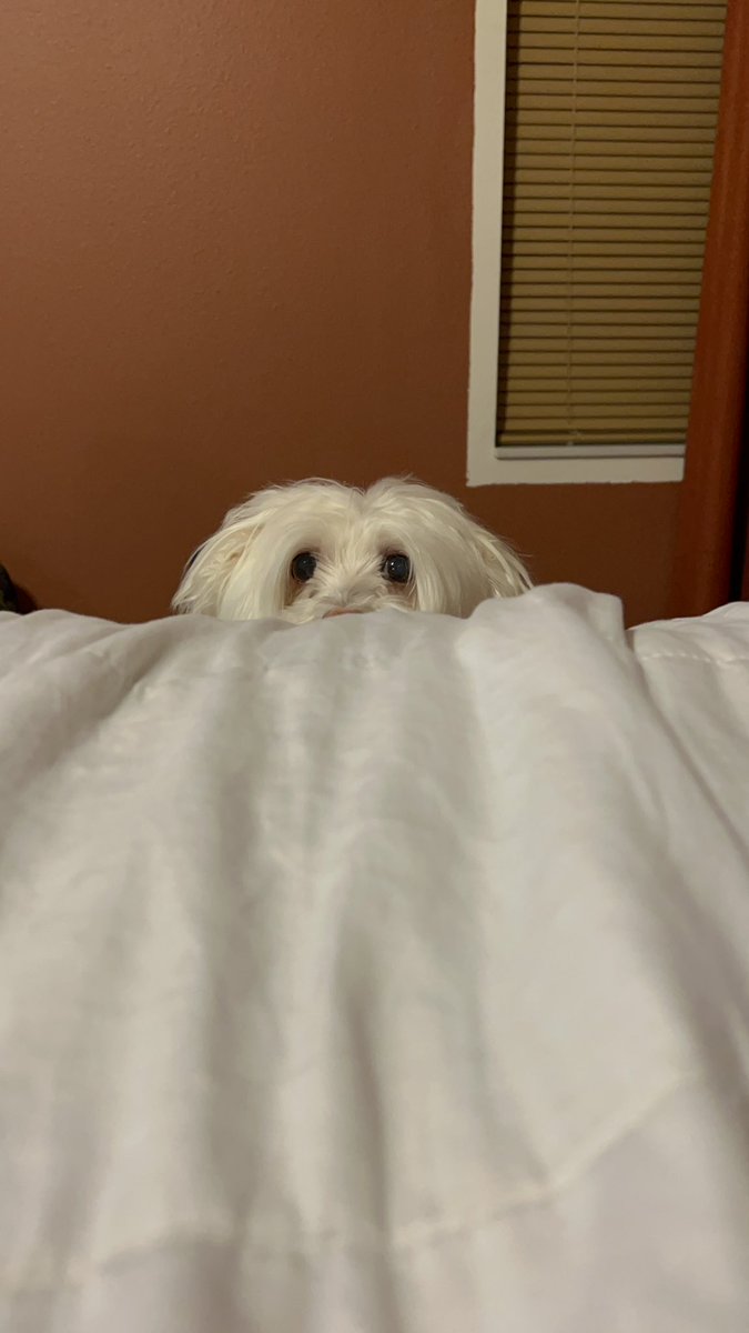 jenmanaa's tweet photo. he playin peek a boo https://t.co/TImmOsC2dB