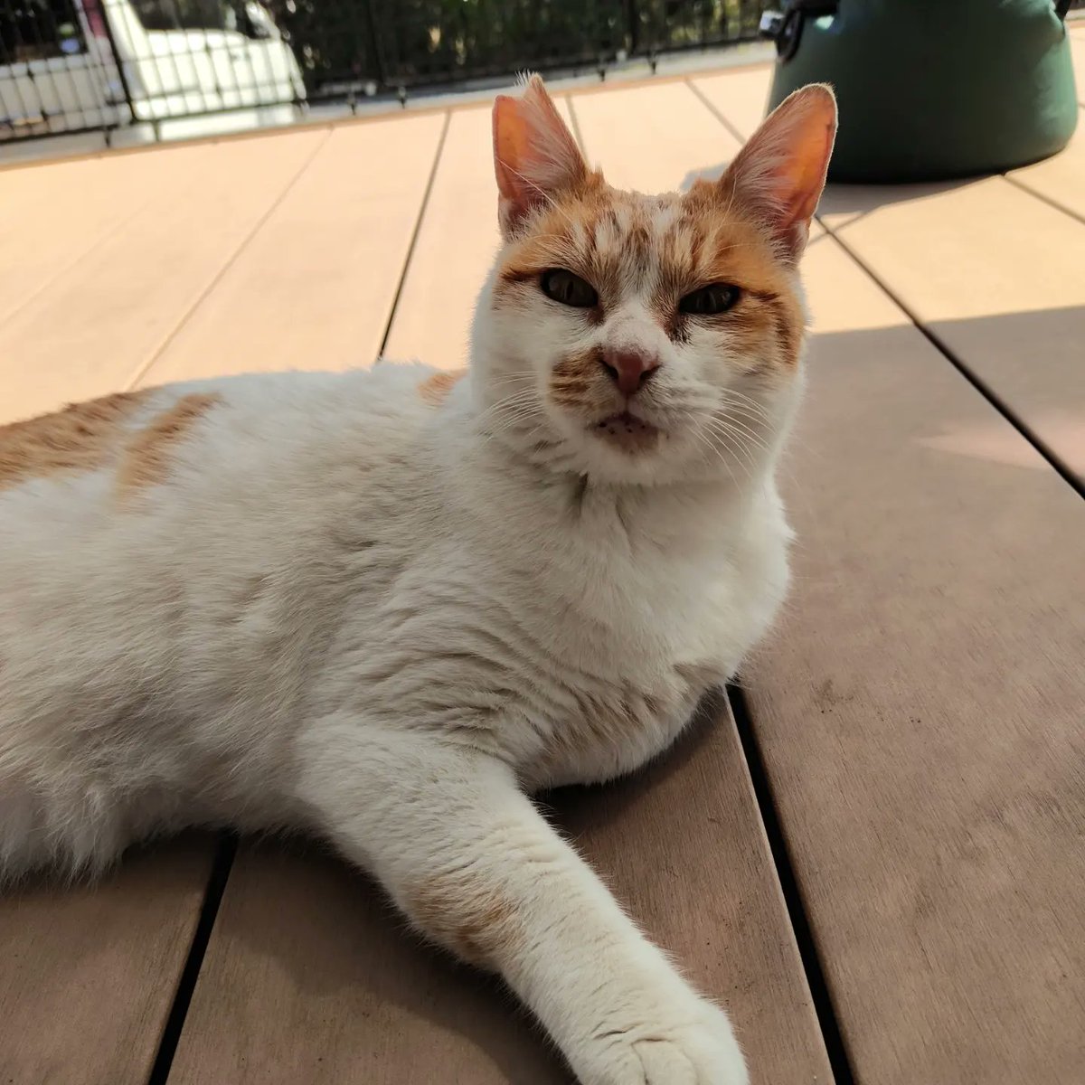 moechann618's tweet photo. 埼玉県日高市猫を探しています。
2022年6月18日自宅からいなくなりました。年齢10歳ぐらいのオス
首輪していません。
毛色:白と茶色で、白が多めです。しっぽは茶色が多いです。
右耳カットしてあります。
見かけた方は情報ください。

#猫捜索中
#日高市
#猫
#元野良猫
#右耳カット https://t.co/I42XdptOoY