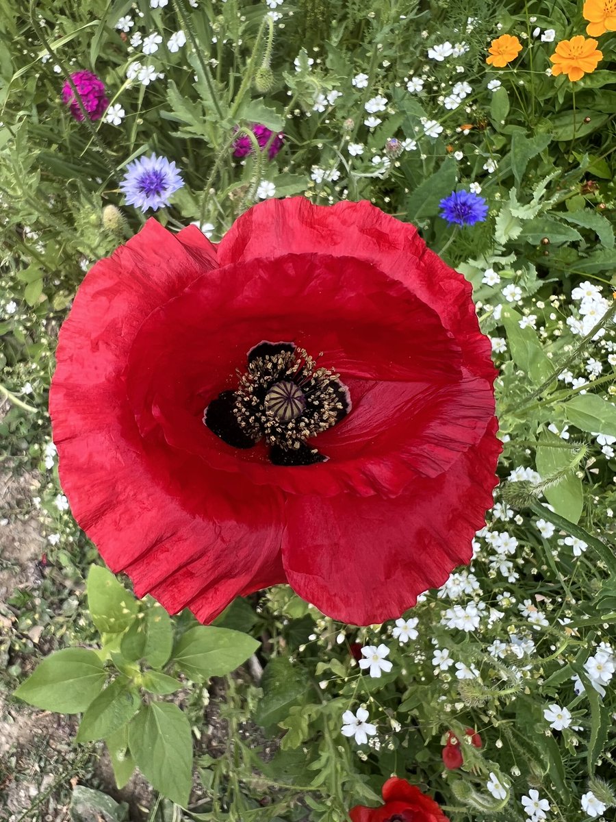 MentiplayLauren's tweet photo. Poppies! Back alley planting. #GWand #plants #GardenersWorld https://t.co/0lJfQ9T28E