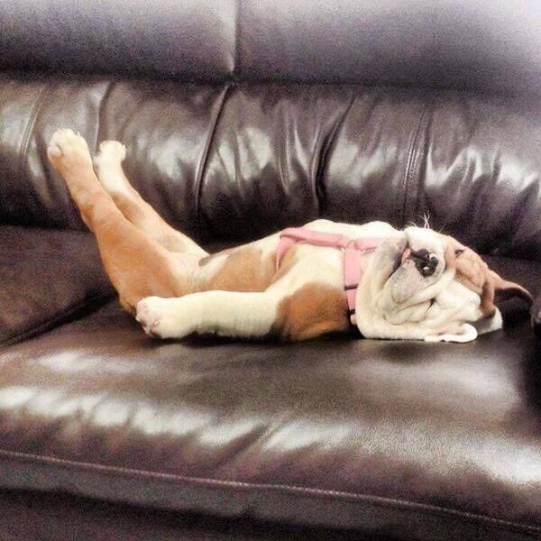 The Gentleman™ tweet media