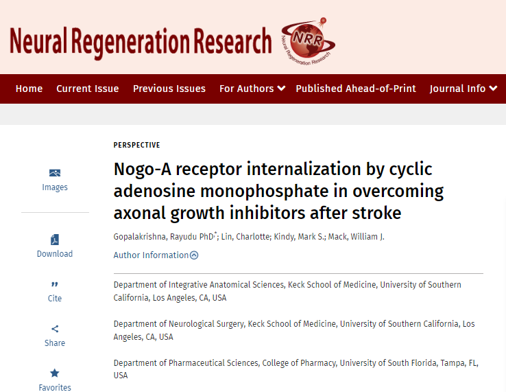 STMPUB's tweet photo. #pharmacological #axonal  #stroke #neuronalinjuries #nrr #openaccess #perspective [Title: Nogo-A receptor internalization by cyclic adenosine monophosphate in overcoming axonal growth inhibitors after stroke] 
https://t.co/35rNReGKxB https://t.co/p2oTXFLeMq