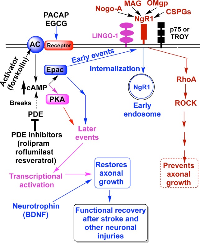 STMPUB's tweet photo. #pharmacological #axonal  #stroke #neuronalinjuries #nrr #openaccess #perspective [Title: Nogo-A receptor internalization by cyclic adenosine monophosphate in overcoming axonal growth inhibitors after stroke] 
https://t.co/35rNReGKxB https://t.co/p2oTXFLeMq