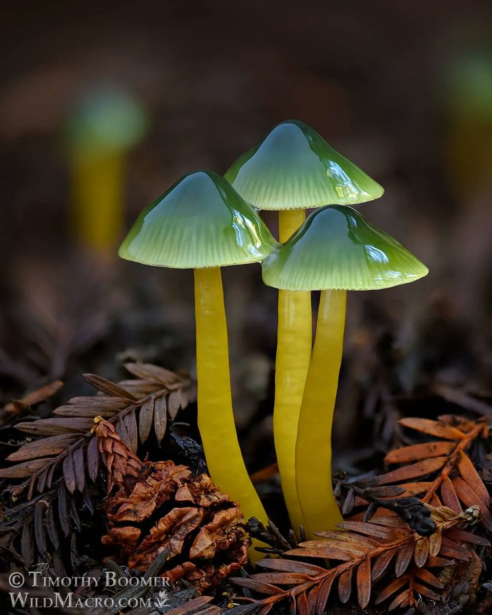 futurasciences's tweet photo. (🌍) Non ce #champignon n'est pas magique ! 🍄🪄
Il s'agit de l'Hygrophore perroquet (Gliophorus psittacinus). Il est plutôt rare, mais vous pourrez en trouver dans les endroits herbeux entre octobre et décembre.
📸 wildmacro 👉https://t.co/6NzaIlyhxi #fongus https://t.co/jqJORAfI64
