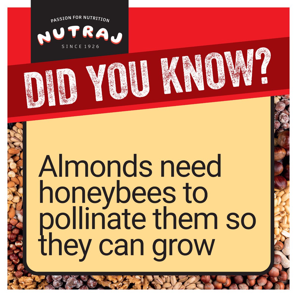 NutrajIndia's tweet photo. Did You Know?
Almonds need honeybees to pollinate them so they can grow.
Enjoy #NutrajBactopure. It is crispier, crunchier and healthier.
Order Now: https://t.co/DVqGkzz80V
#nutraj #nutrajdryfruits #bactopure #dryfruits #didyouknow #almonds #honeybees #facts #dryfruitsandnuts https://t.co/ionXxKa9R6
