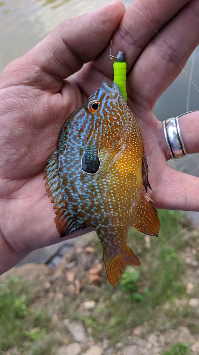 wisd0m's tweet photo. Fishing the long weekend. #FishinOK https://t.co/h73Z70bdLP