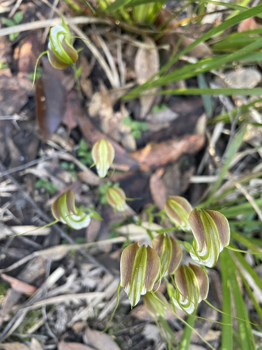 Magnificent cluster of cobra green hoods at Alberton West!