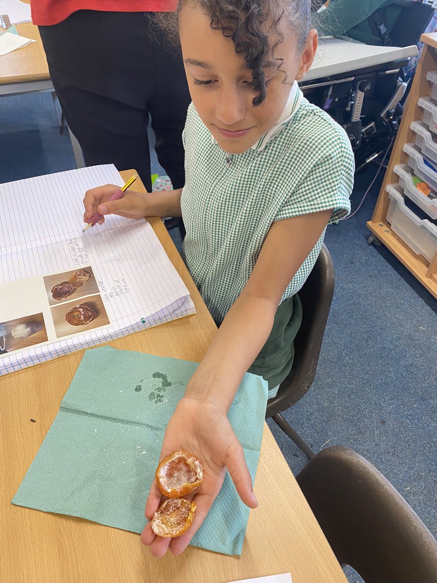 Year 3 Castle Batch (@y3castlebatch) on Twitter photo After 49 days we have mummified tomatoes! 🍅 The children have loved recreating this process and were intrigued to see the results! <a href="/CastleBatch/">Castle Batch School</a> <a href="/mrstayloryr5/">@SallyTaylorCBPSA</a> After 49 days we have mummified tomatoes! 🍅 The children have loved recreating this process and were intrigued to see the results! <a href="/CastleBatch/">Castle Batch School</a> <a href="/mrstayloryr5/">@SallyTaylorCBPSA</a>