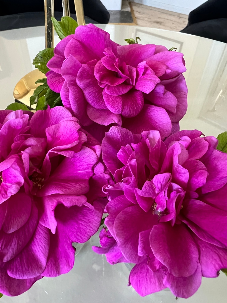 filipsborg's tweet photo. Flower from rose bushes in the manor garden. It spreads a lovely scent in our reception.
#sweden #swedishlapland #heartoflapland #kalix #filipsborg #lapland #flowers #summer #garden #blooms #rose
#botanical #floral #bloom https://t.co/zr8ZWNOota
