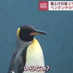 これぞまさしくヒテイペンギン？!餌のアジが高騰しているから代わりにサバを与えたが…w