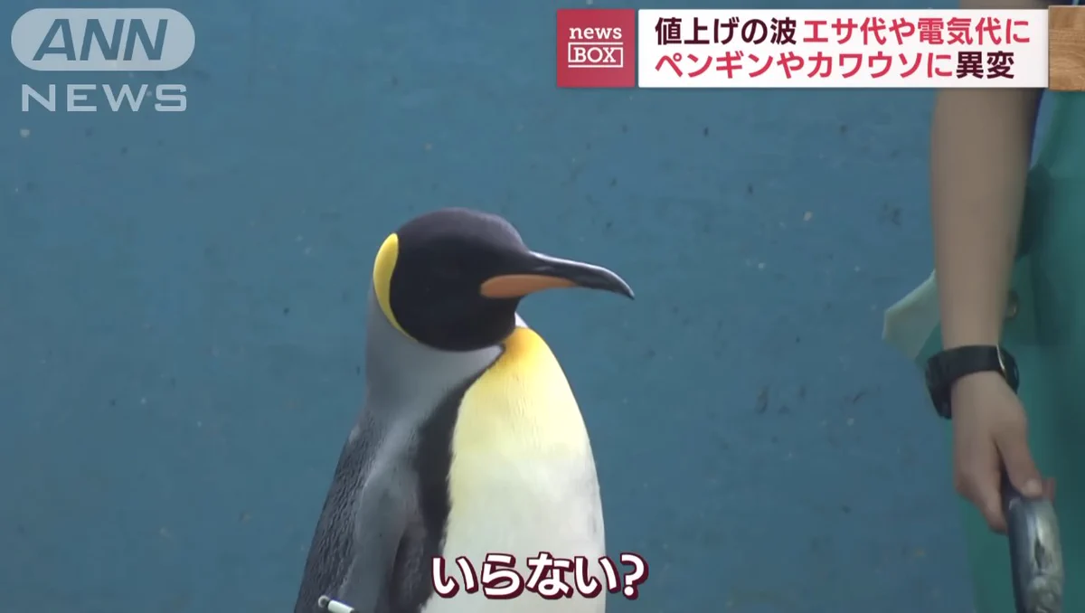これぞまさしくヒテイペンギン？！餌のアジが高騰しているから代わりにサバを与えたが…ww