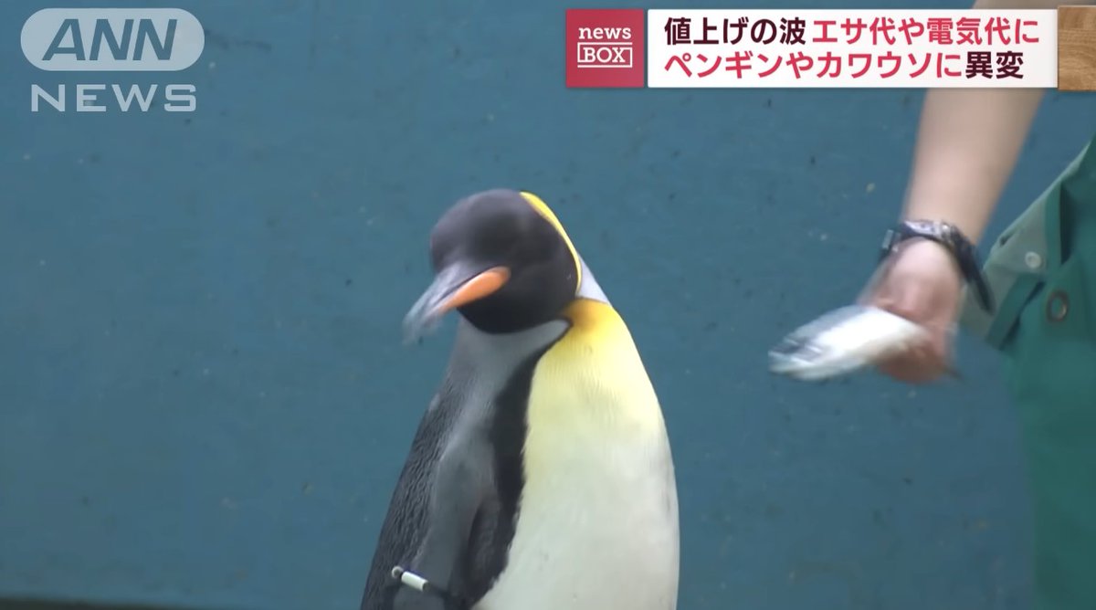 値上げの影響で水族館がアジからサバへと餌を変更 ペンギンさん サバを拒否 好き嫌いがあるの Togetter