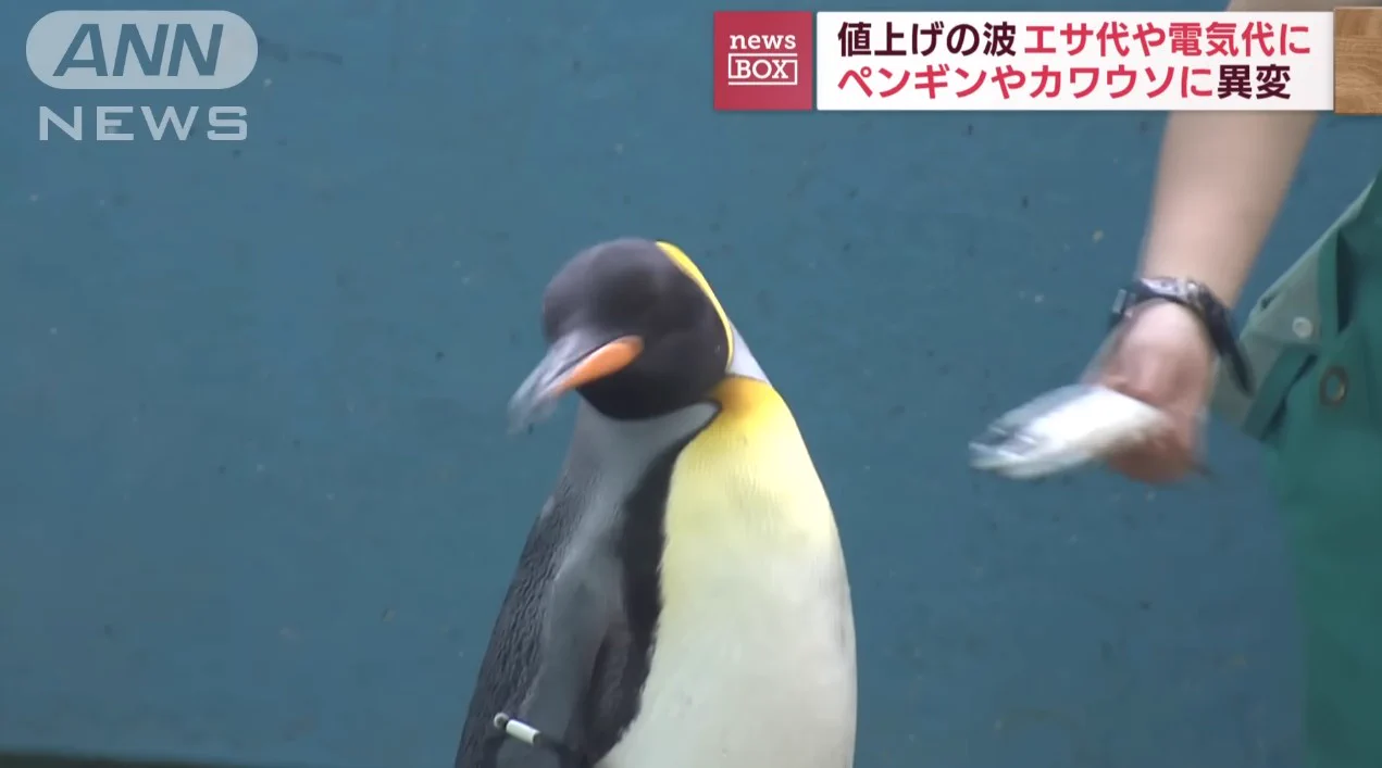 これぞまさしくヒテイペンギン？！餌のアジが高騰しているから代わりにサバを与えたが…ww