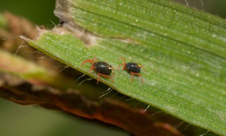 Cesar Australia tweet media