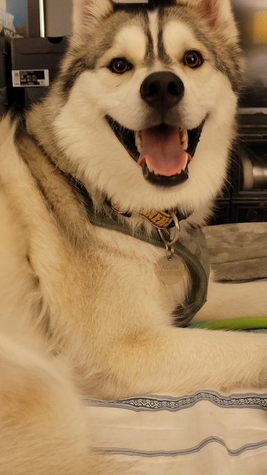 This dog may look like he is smiling but I assure you it is only because we are blasting heavy metal<a href="/tag/kevin"class="tags"><span>#kevin</span></a><a href="/tag/ohmel"class="tags"><span>#ohmel</span></a>