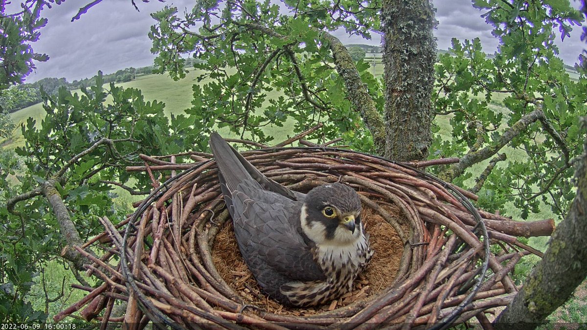 Live nest camera of a pair of Hobbies in rural Dorset. Enjoy and please share. camstreamer.com/redirect/xUgLQ…