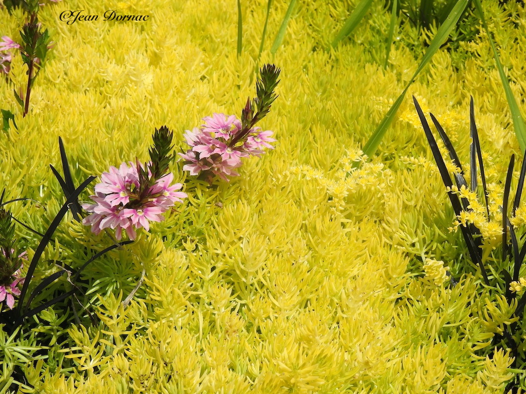 JeanDornac's tweet photo. Nom scientifique pour ces plantes jaunes : sédum lineare. Avec les autres plantes à fleurs, cela fait un bel ensemble… #scientifique #plantes #jaunes #sédum #lineare #quai #Aiguillon #Lannion #CôteArmor #Bretagne #France https://t.co/cb5xwcEzNr