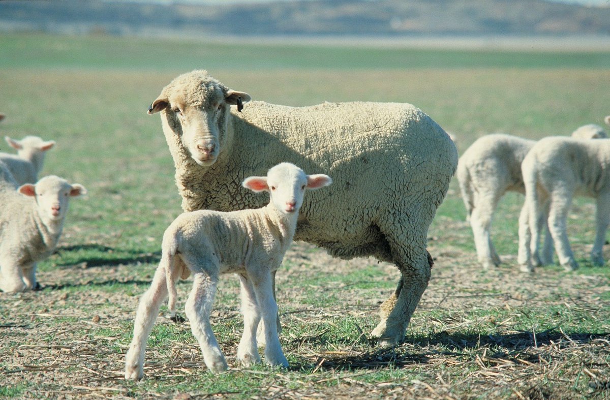 What pain relief products can you use for lambs at marking? If you’re interested in learning more, jump onto our webinar at 12pm midday on Wed 13 July. Register here 👉 teams.microsoft.com/registration/5… @ASHEEP_Inc <a href="/FaceyGroup/">Facey Group</a> <a href="/WoolProducers/">WoolProducers Aust.</a> @sheepsback <a href="/DirtSouthern/">SouthernDIRT</a> <a href="/CFIG_AG/">CFIG</a> <a href="/MADFIG14/">MADFIG</a>