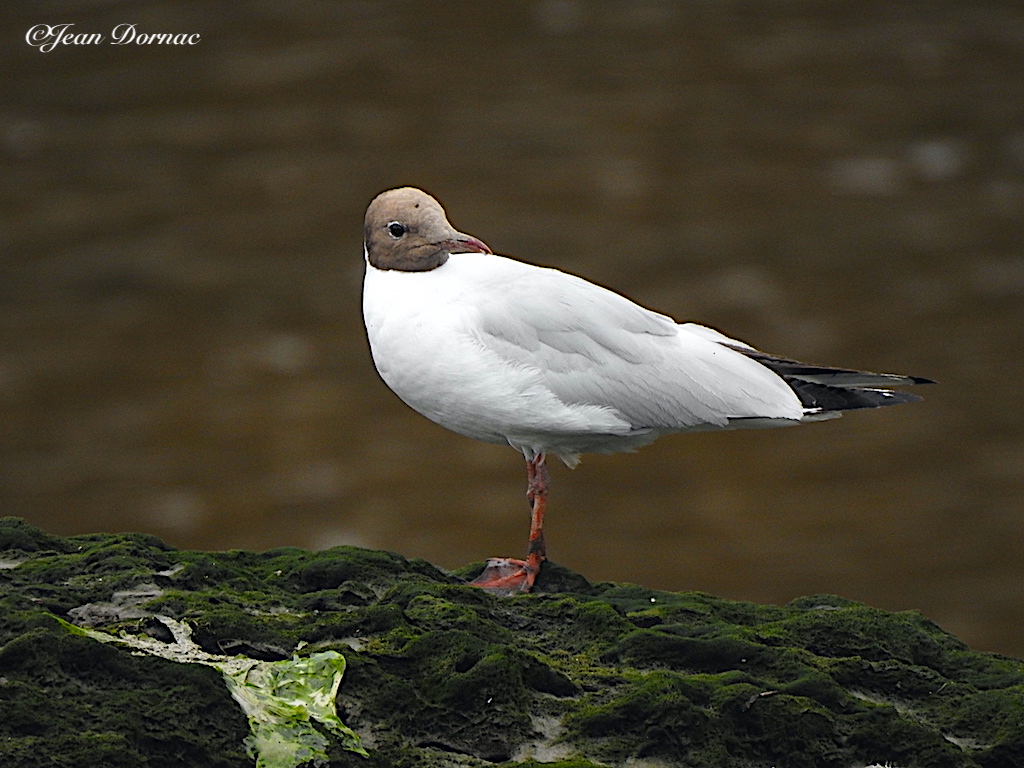 JeanDornac's tweet photo. Jolie mouette rieuse, ici très sérieuse ! Elle cherche son Gaston Lagaffe de Bruxelles et ne le trouve pas… #mouette #rieuse #sérieuse #gaston #lagaffe #bruxelles #rive #léguer #Lannion #CôteArmor #Bretagne #France https://t.co/KyXXBJp6ML