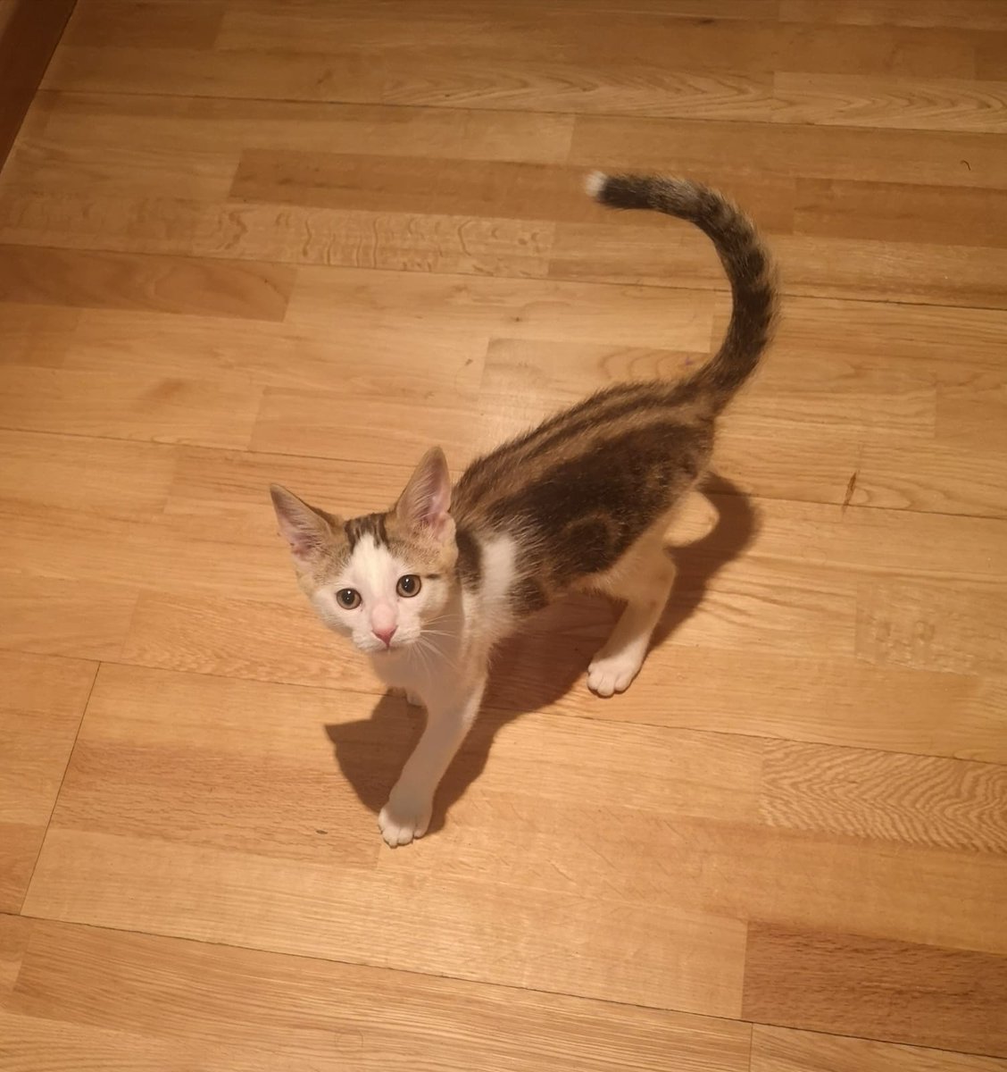 kafeyna's tweet photo. 🔴URGE ADOPCIÓN Estos dos gatitos están en acogida y necesitan un hogar. Tienen 3 meses y son hermanos. Son adorables y muy buenos. Interesados contactar por MD. Por favor, darle retuit para que twitter haga su magia.#AdoptaNoCompres #gatos #adopta #urge #gatitos #animales 🐱🐱❤ https://t.co/x5UevF5v0m