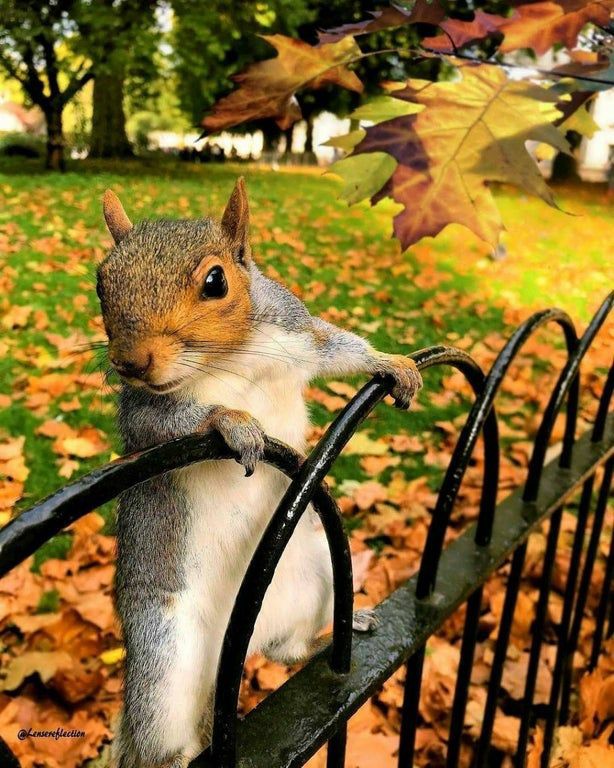 BeautyNature___'s tweet photo. A curious squirrel.🐿️❤️ https://t.co/e8nFA73r7j