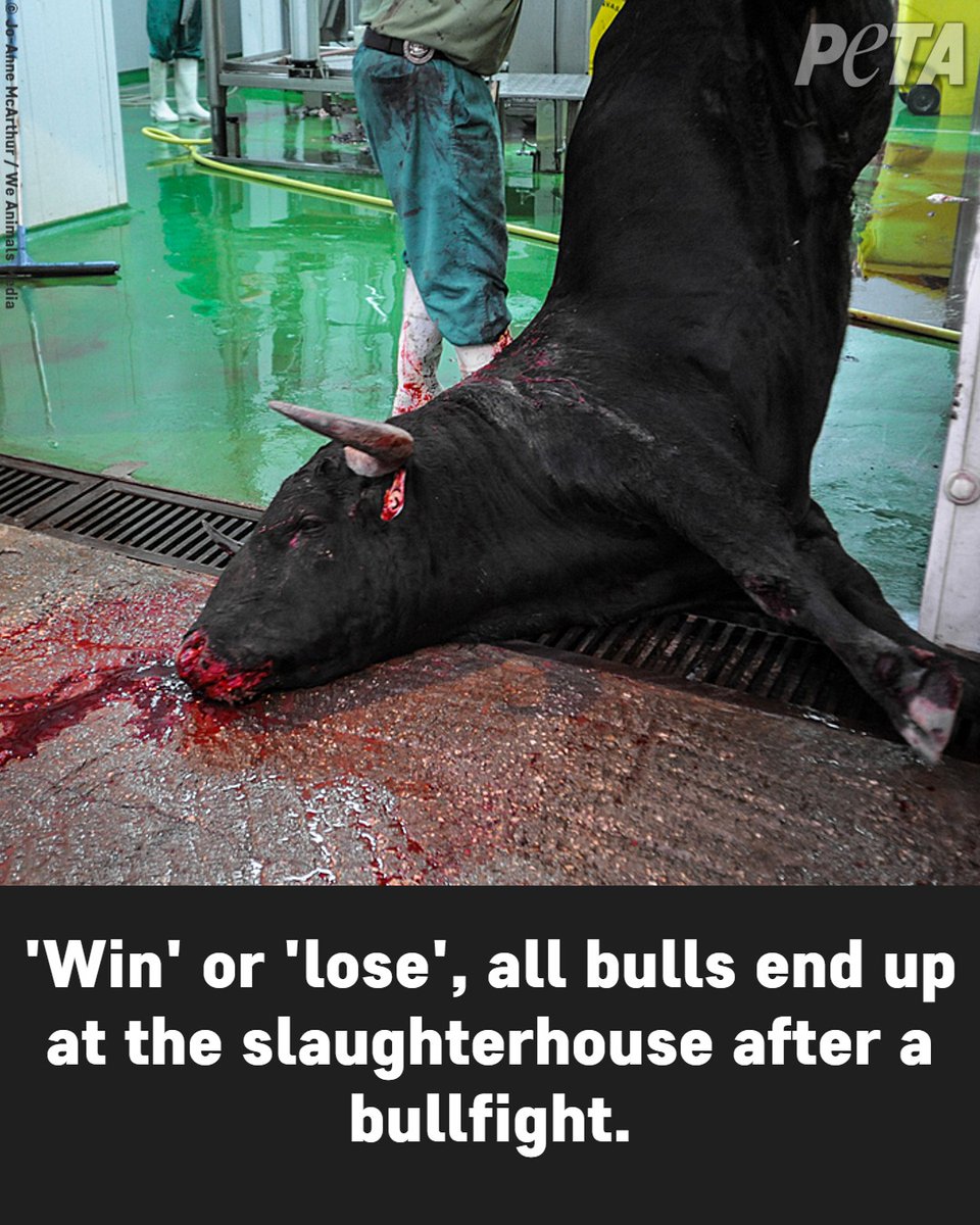 PETAUK's tweet photo. The bulls always lose 💔

📸@weanimals

#BanBullFighting

https://t.co/SaPLQl0A7y