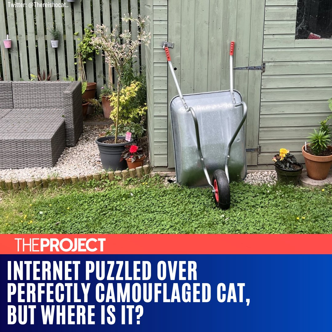 A picture shared to Twitter has gone viral after a cat is hidden somewhere in this image.

READ MORE: fal.cn/3pYpz
#TheProjectTV