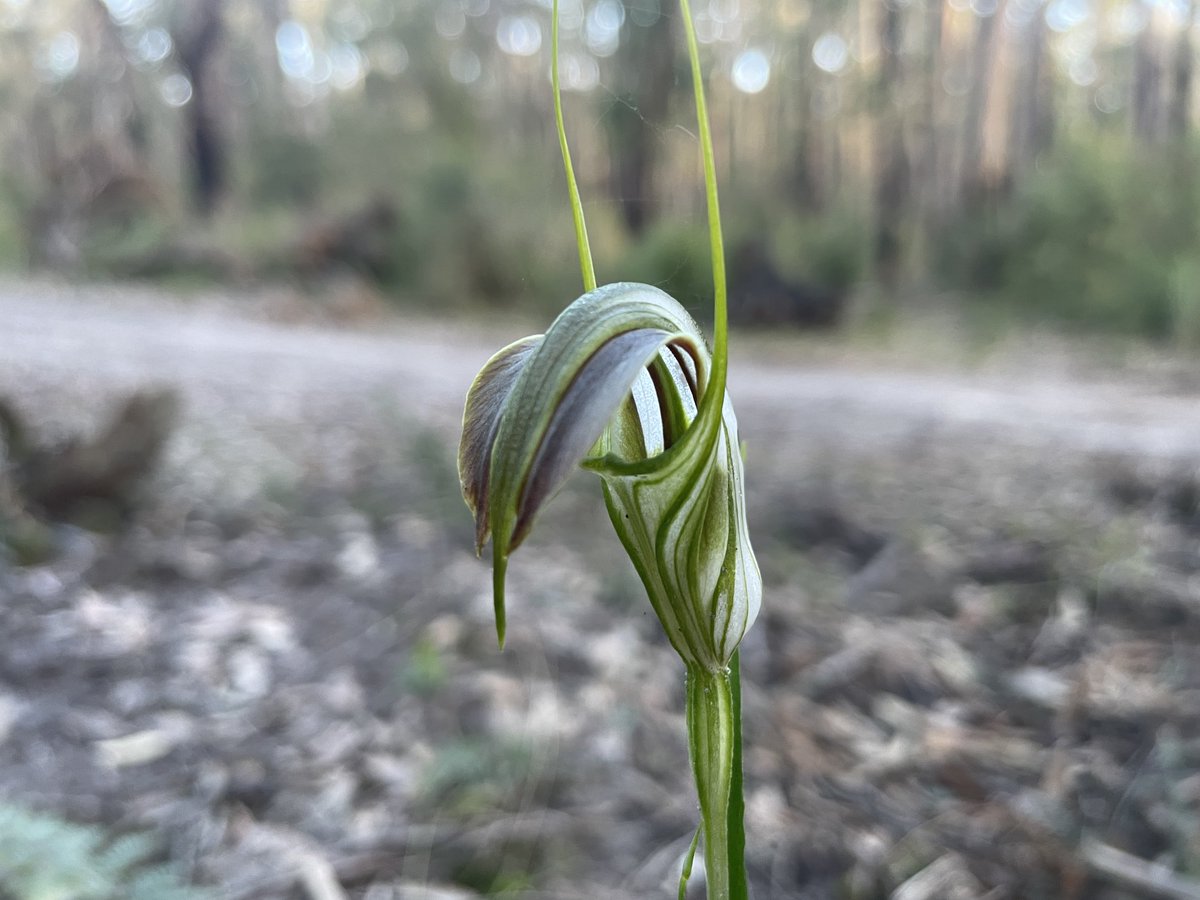 Stunning endangered Cobra Greenhood at the Alberton West forest. Can you protect it from being logged this Spring, please ⁦<a href="/LilyDAmbrosioMP/">Lily D'Ambrosio MP</a>⁩ ? ⁦<a href="/tanya_plibersek/">Tanya Plibersek</a>⁩