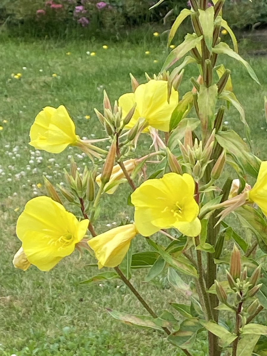 HighVibesC's tweet image. Happy blooming sunny summer day 💛💛💛