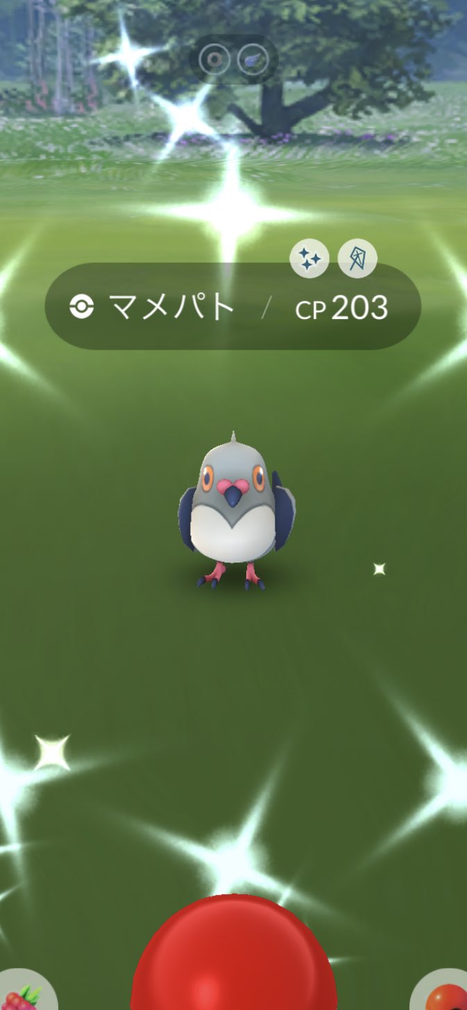 マメパト Twitter Search Twitter