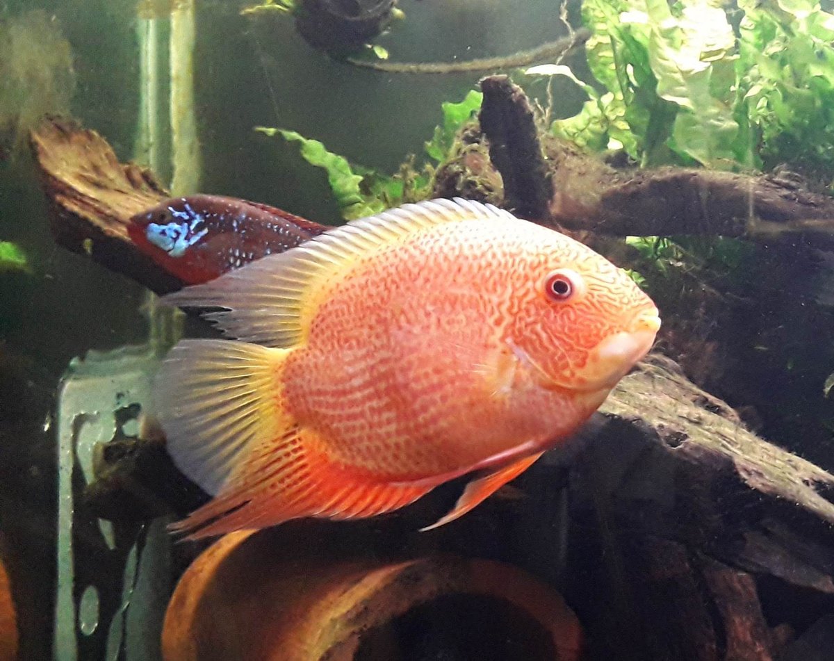 NicksFish1 tweet picture