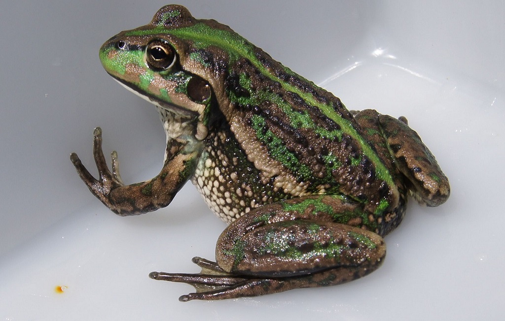 MD_Basin_Auth's tweet photo. 👀Read how the vulnerable southern bell frog 🐸 is getting a helping hand in ❤ to thrive in South Australia’s landscape. https://t.co/7mLuFTSfHY

#BestScience #Wetlands #RiverMurray #SouthernBellFrog https://t.co/FYE62WPeFo