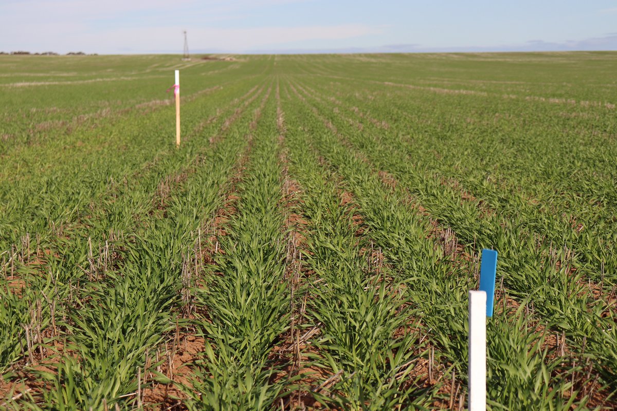 Mallee Sustainable Farming (@msfmallee) on Twitter photo 🌱Soil Zone mapping w/ variable N rate trial Pinnaroo <a href="/SADroughtHub/">SA Drought Resilience Adoption and Innovation Hub</a> Kym Walton Pic. <a href="/AgSolutionsOz/">Agronomy Solutions</a> inspected 3 trial plots 2 diff pdks w/ NDVI, too early 👀significant N responses. Potential early season benefits on lighter soils, min diff on flats where decent profile N exists. 🌱Soil Zone mapping w/ variable N rate trial Pinnaroo <a href="/SADroughtHub/">SA Drought Resilience Adoption and Innovation Hub</a> Kym Walton Pic. <a href="/AgSolutionsOz/">Agronomy Solutions</a> inspected 3 trial plots 2 diff pdks w/ NDVI, too early 👀significant N responses. Potential early season benefits on lighter soils, min diff on flats where decent profile N exists.