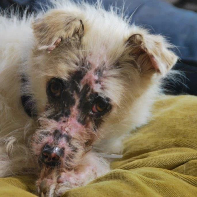 Sam sufre una enfermedad autoinmune por lupus que ataca a su piel. No pedimos su adopción —o sí 😊—, sino que queremos que seas parte de su mundo, del mundo de los inocentes que no pueden defenderse. Ayúdanos y hazte teamer. ¡Es muy fácil!

teaming.net/decero 👈