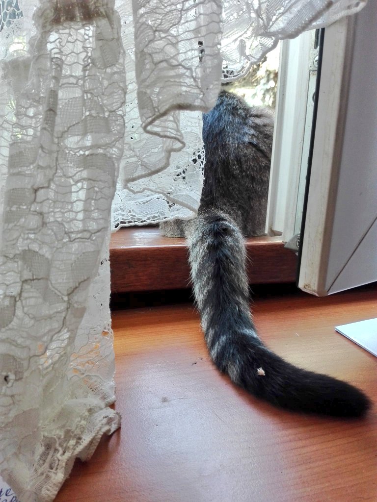 MagdaMswms's tweet image. Monitoring sytuacji zewnętrznej.
#mójkot