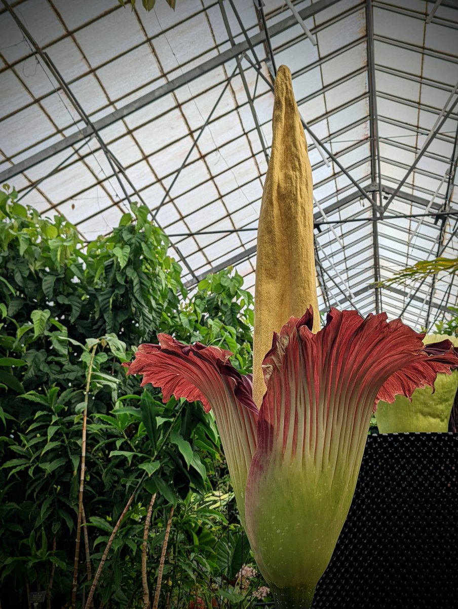 Good Morning! My little leaf-cutting clone has outdone itself and opened beautifully. A real chip off the old block 🥹 #Amorphophallus #TitanArum #TeamRBGE #WeeReekie #GiantPlants #SpectacularPlants #ProudParent