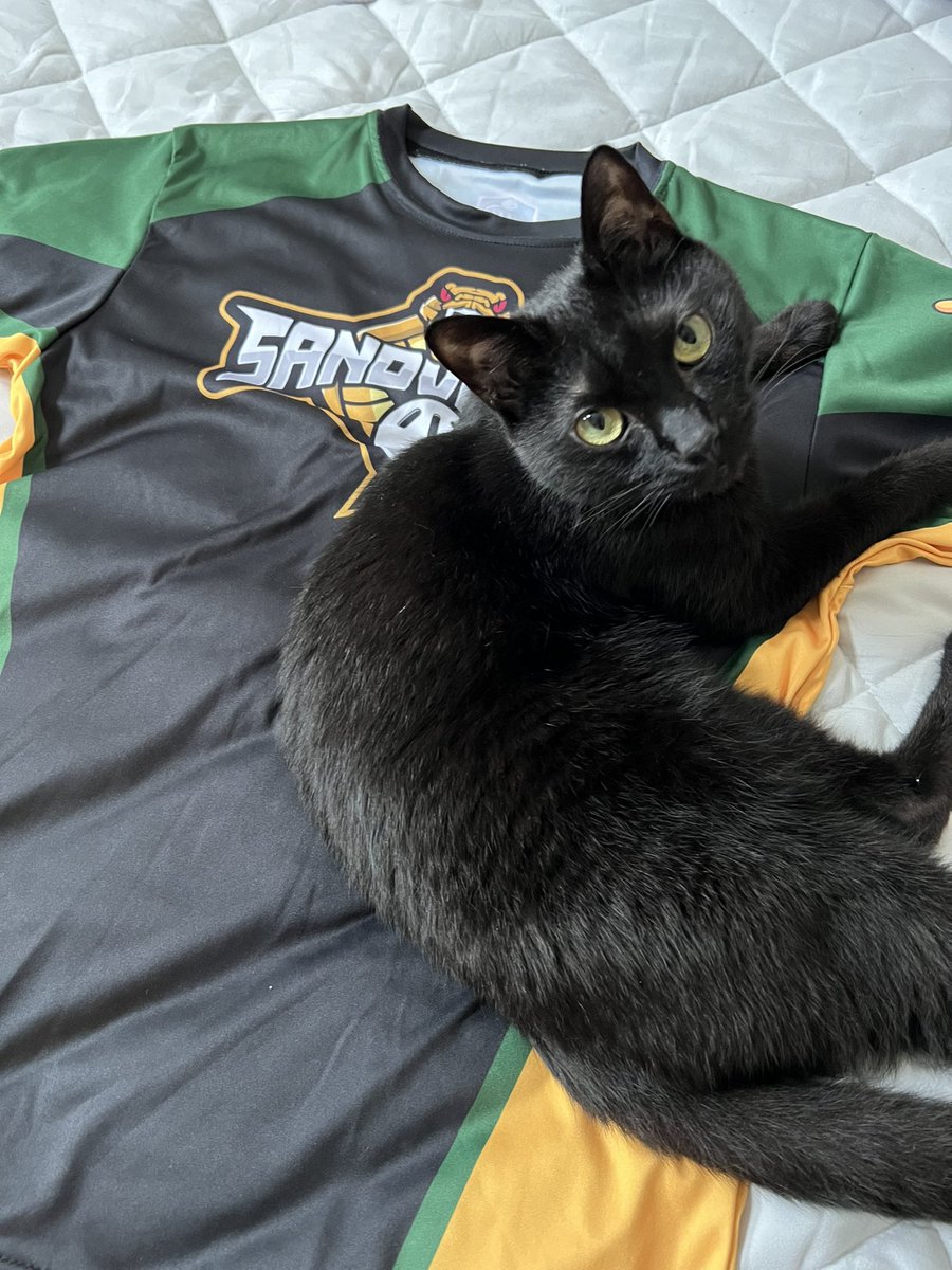 K_suke022's tweet photo. 愛猫とのコラボレーション!
#sandvipers #wiffleball https://t.co/VquF39uOjl