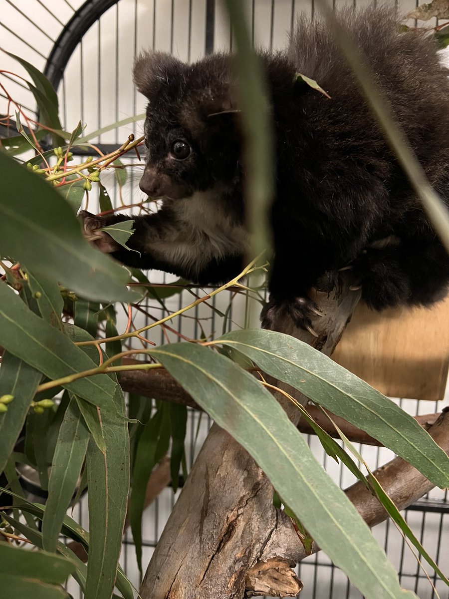 Three things you need to know about greater gliders:
1. They’re the largest gliding possum in Australia
2. They’re incredibly cute
3. We’ve just increased protection for them