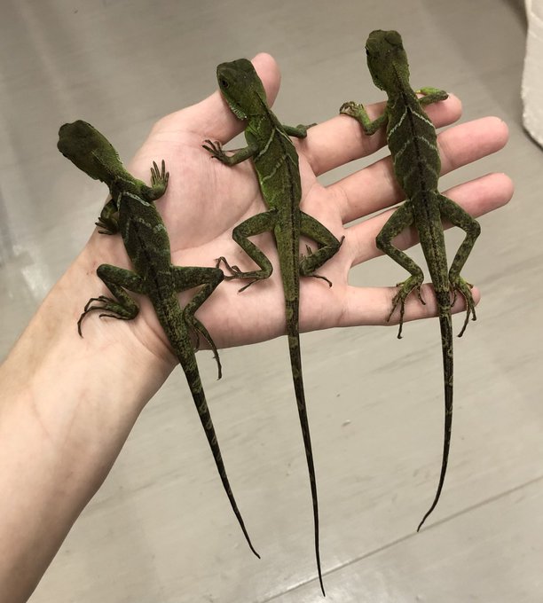 爬虫類倶楽部 中野店 本アカウント S Recent Tweets 2 Whotwi Graphical Twitter Analysis