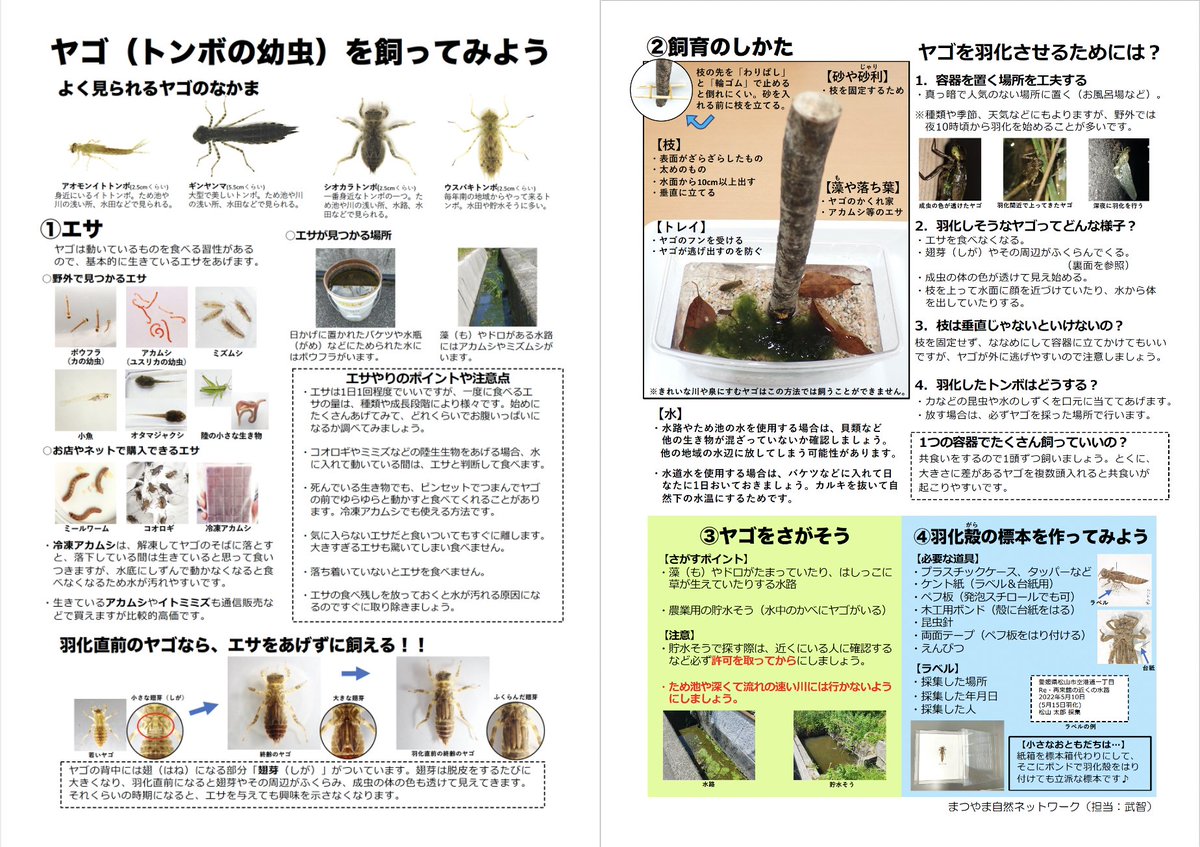 娘の小学校でプール開きの際に捕まえたヤゴたち 餌を与えられず共食いを重ね残った一匹だけがトンボになってるらしい タタリ神が生まれてしまうぞ 2ページ目 Togetter