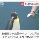 物価高でペンギンのエサも質が下がる…アジからサバに変更したら、ペンギン不服そうw