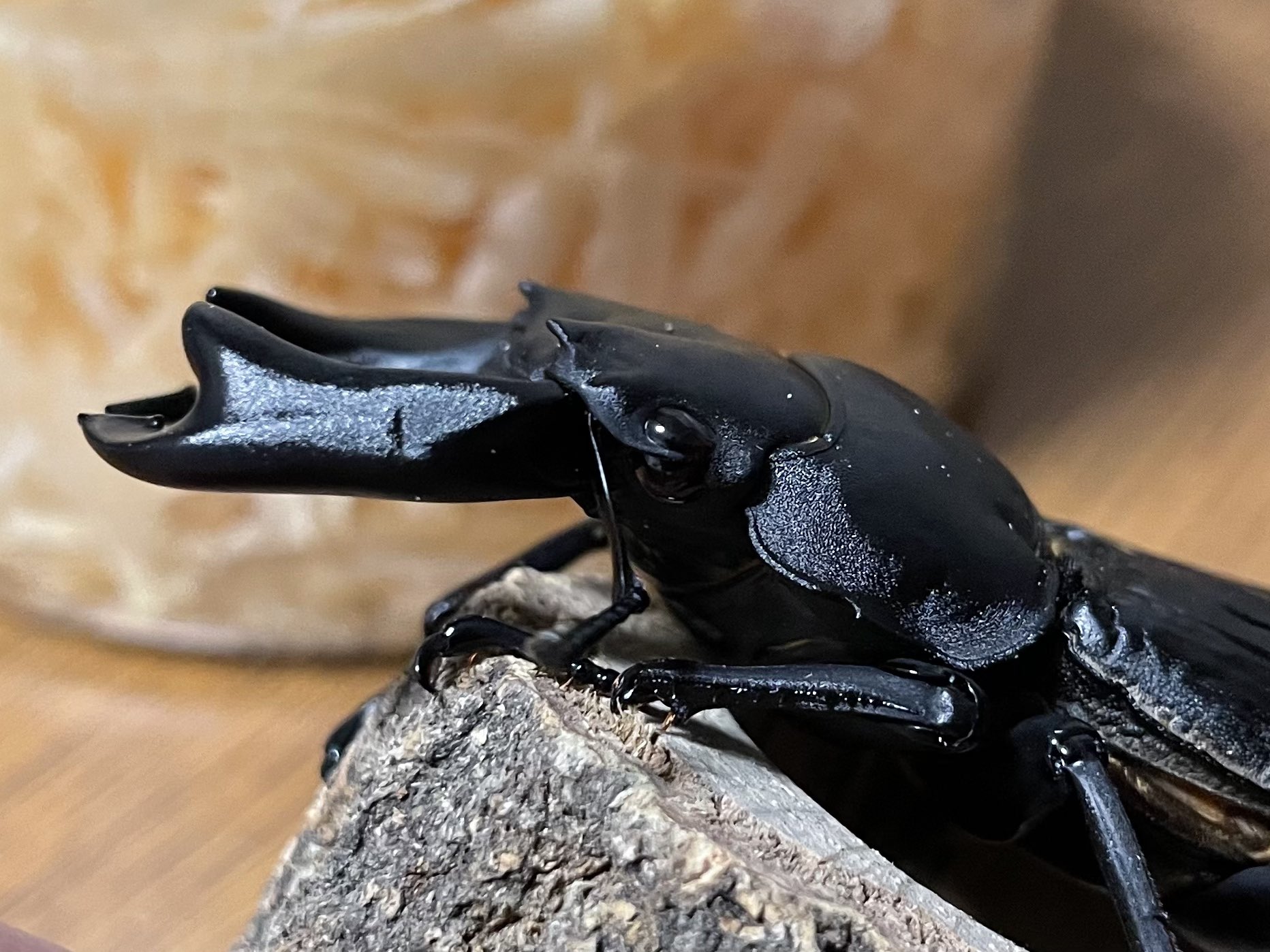 ウェア kuwagata □新製品□ KUWAHARA Lightning K-mark Cap (ライトニングK