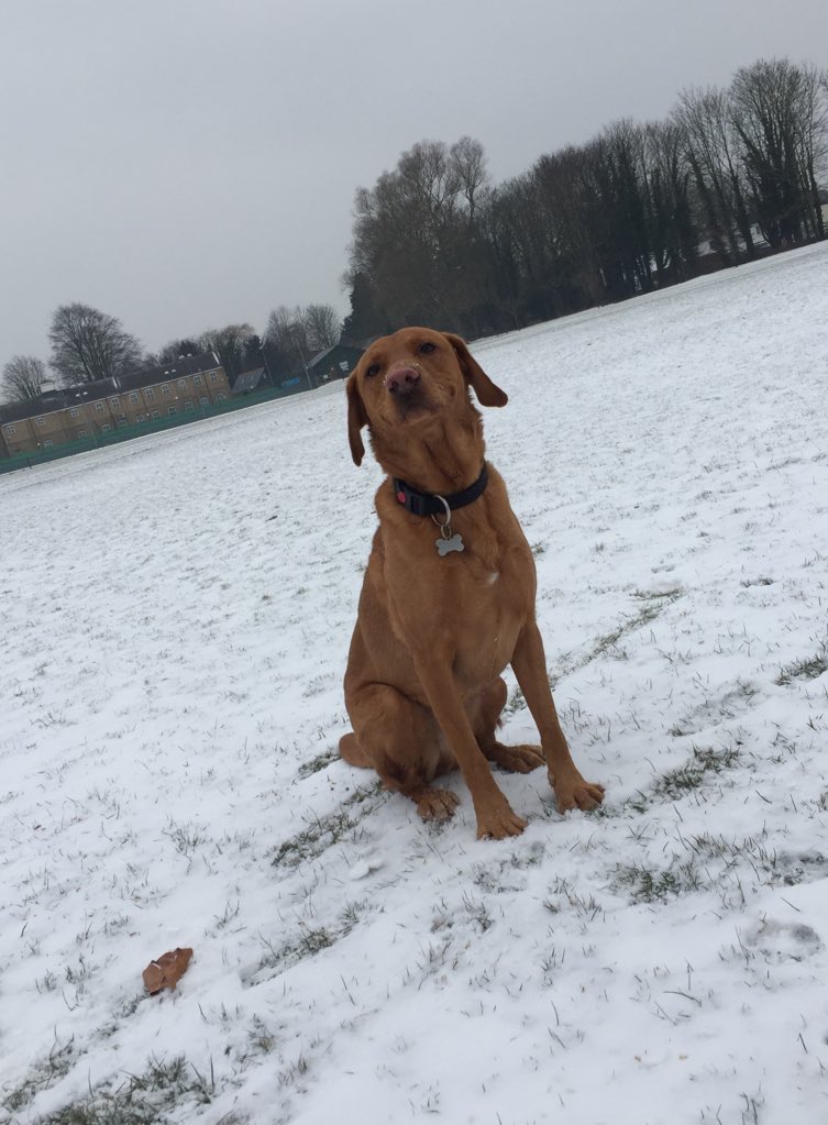 1 year 6 months on 😞 #GetDexterHome All we ask is you #share as far and wide as you can 🧡 Thank you so much 🐾 #RT #4THJULY #strangerthingsseason4 #FuturePerfect #StolenDog